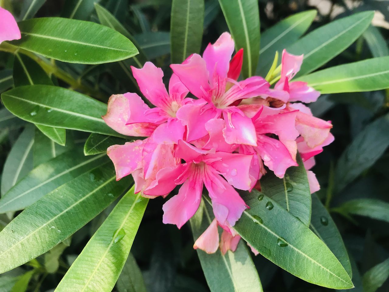 plant, flower, flowering plant, leaf, plant part, beauty in nature, pink, freshness, growth, close-up, petal, fragility, nature, inflorescence, flower head, green, shrub, no people, botany, outdoors, blossom, springtime, day, pollen