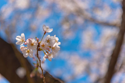 Close-up of white cherry blossom tree