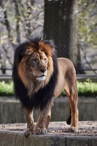 Lion standing on rock