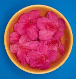 Directly above shot of pink flowers in bowl