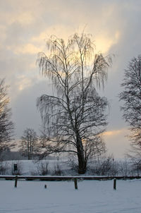 Bare trees against cloudy sky