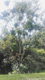 Low angle view of tree against sky