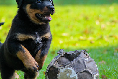 Close-up of dog looking away on field