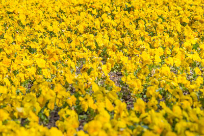 Full frame of flowers