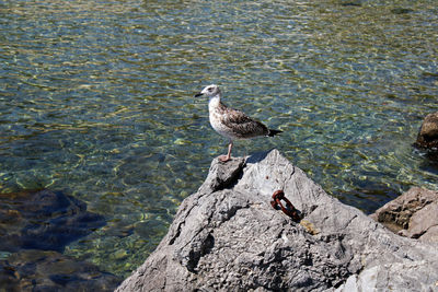 High angle view of seagull perching on rock