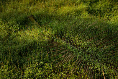 View of green grass in forest