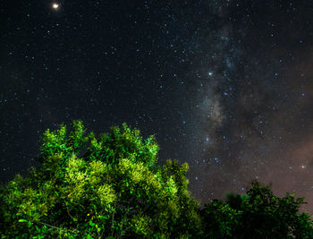 Low angle view of trees against sky at night