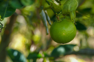 Close-up of fruit growing on tree