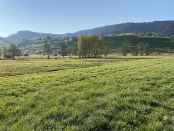 Scenic view of field against clear sky