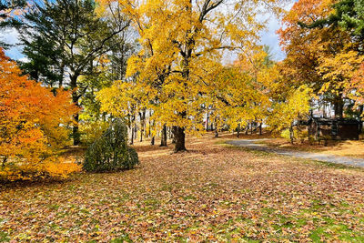 Trees in park during autumn