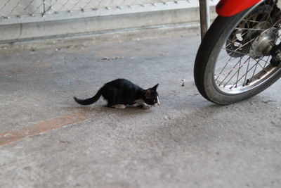 Black cat on street