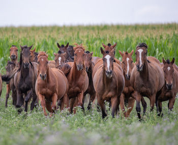 Horses on grassy field