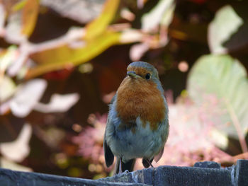 Close-up of robin perching on wood