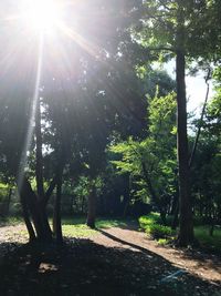 Trees in sunlight