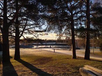 Trees in park against sky