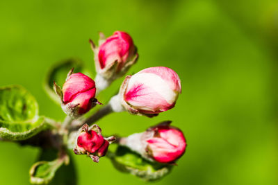 Close-up of flowers growing outdoors