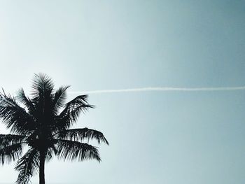 Low angle view of silhouette palm tree against clear sky