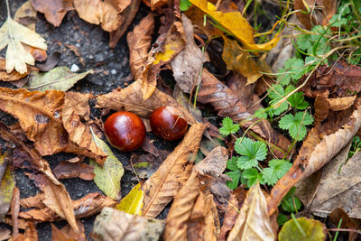 High angle view of fruits growing on field