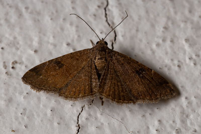 Close-up of butterfly on white wall