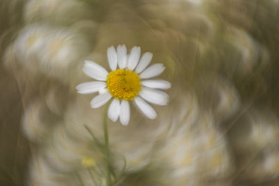 Close-up of daisy flower