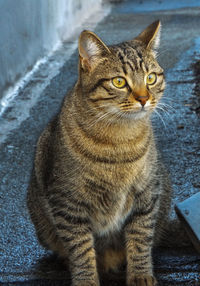 Portrait of cat sitting outdoors