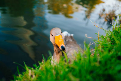 Wild ducks swim in the lake. birds close-up in the water. spring. high quality photo