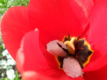 Close-up of red flower