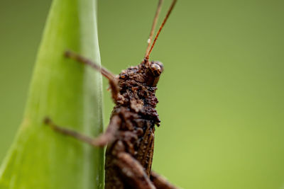 Close-up of insect on plant