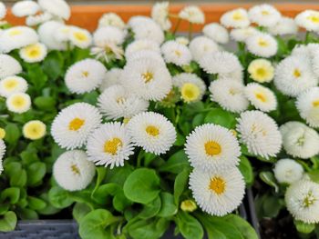 Close-up of white daisy flowers