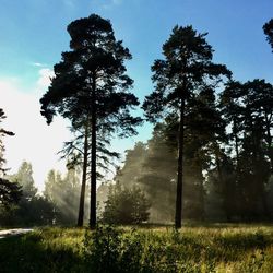 Trees on field against sky