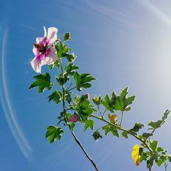 Low angle view of pink flowers