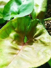 Close-up of green leaves