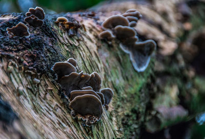 Close-up of pine cone