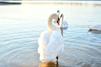 Swan swimming in lake