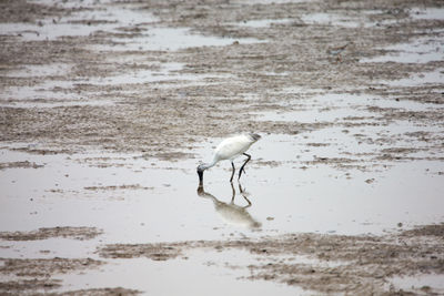 Bird on beach