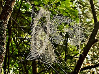 Close-up of spider web on branch