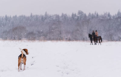 Two dogs on snow covered land