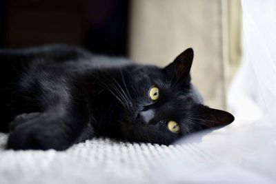 Close-up of black cat