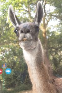 Close-up portrait of giraffe