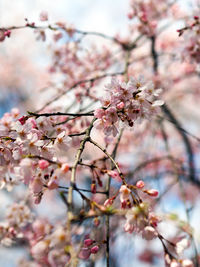 Low angle view of cherry blossom tree