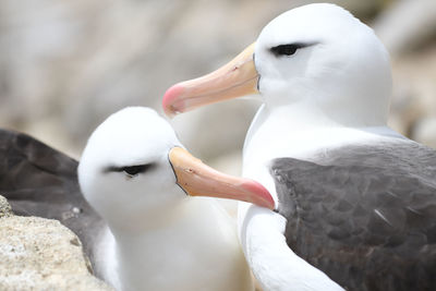 High angle close-up of black-browed albatross at falkland islands