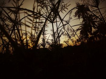 Low angle view of silhouette trees against sky during sunset