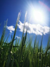 Close-up of stalks in field against sky