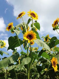 Low angle view of sunflowers blooming in park