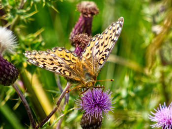 Close-up of dark green fritillary butterfly on purple flower.