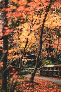 Close-up of plants against trees