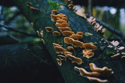 Close-up of plant