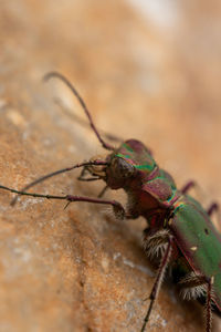 Close-up of insect