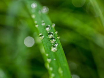Close-up of water drops on leaf