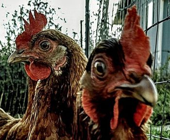 Close-up of rooster